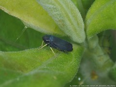 Limotettix anthracinus