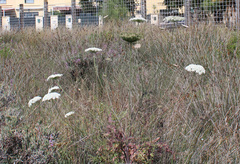 Daucus carota
