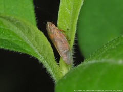 Aphrophora saratogensis