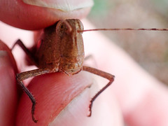 Spharagemon crepitans