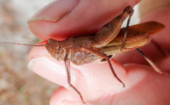 Spharagemon crepitans