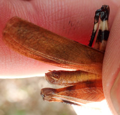 Spharagemon crepitans