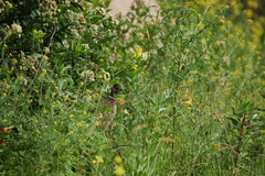 Nothoprocta pentlandii