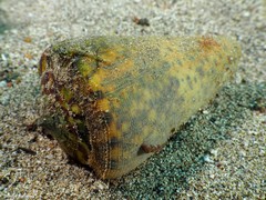 Conus canariensis