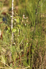 Eriophorum latifolium