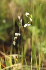 Eriophorum latifolium