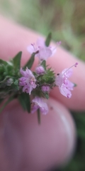 Thymus callieri