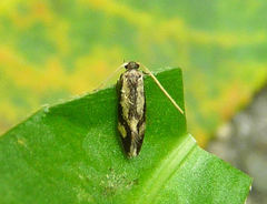 Isocorypha mediostriatella