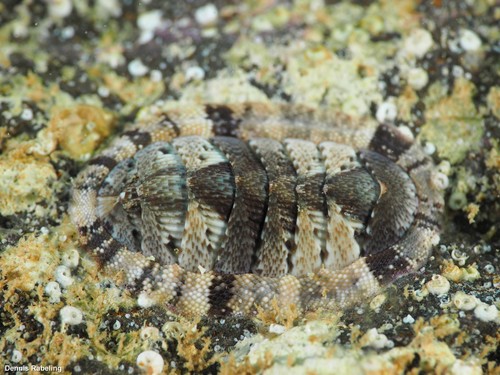 Representative image of Chiton corallinus