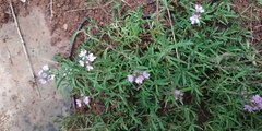 Thymus callieri