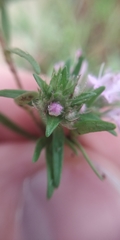 Thymus callieri