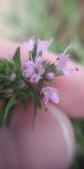 Thymus callieri