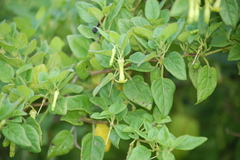 Salpichroa tristis