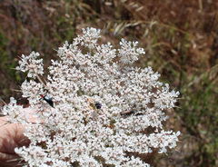 Daucus carota