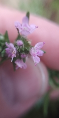 Thymus callieri