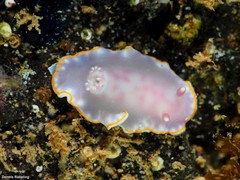 Felimida purpurea