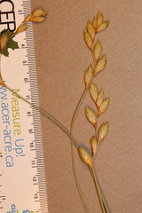Carex crawfordii