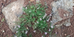 Thymus callieri