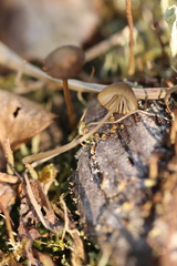 Mycena silvae-nigrae