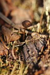Mycena silvae-nigrae