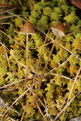 Mycena silvae-nigrae