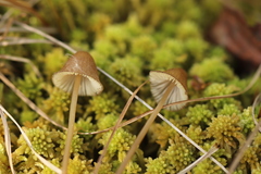 Mycena silvae-nigrae