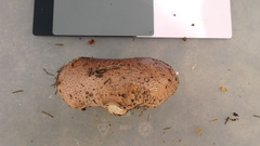 Tricholoma pessundatum