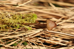 Mycena silvae-nigrae