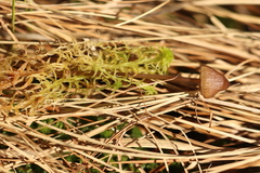 Mycena silvae-nigrae