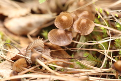 Mycena silvae-nigrae