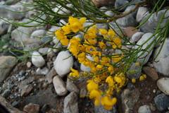 Senna aphylla