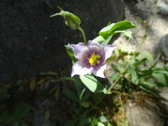 Eustoma