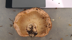 Tricholoma pessundatum