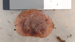 Tricholoma pessundatum