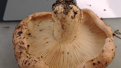 Tricholoma pessundatum