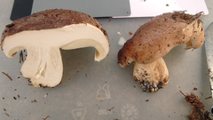 Tricholoma pessundatum