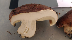 Tricholoma pessundatum