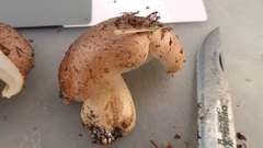 Tricholoma pessundatum