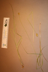 Carex bebbii