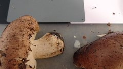 Tricholoma pessundatum