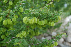 Bulnesia schickendantzii