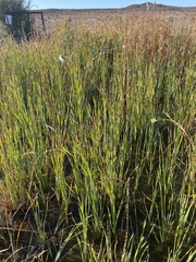 Typha capensis