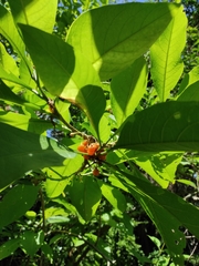 Iochroma arborescens