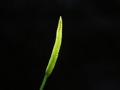 Ophioglossum petiolatum