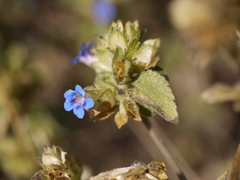 Strobilanthes pavala