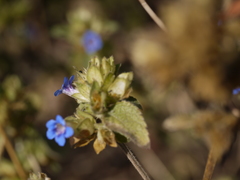 Strobilanthes pavala