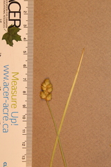 Carex bebbii