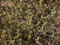 Strobilanthes pavala