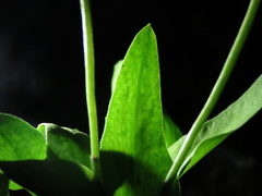 Ophioglossum petiolatum