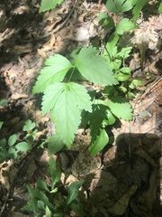 Xanthorhiza simplicissima